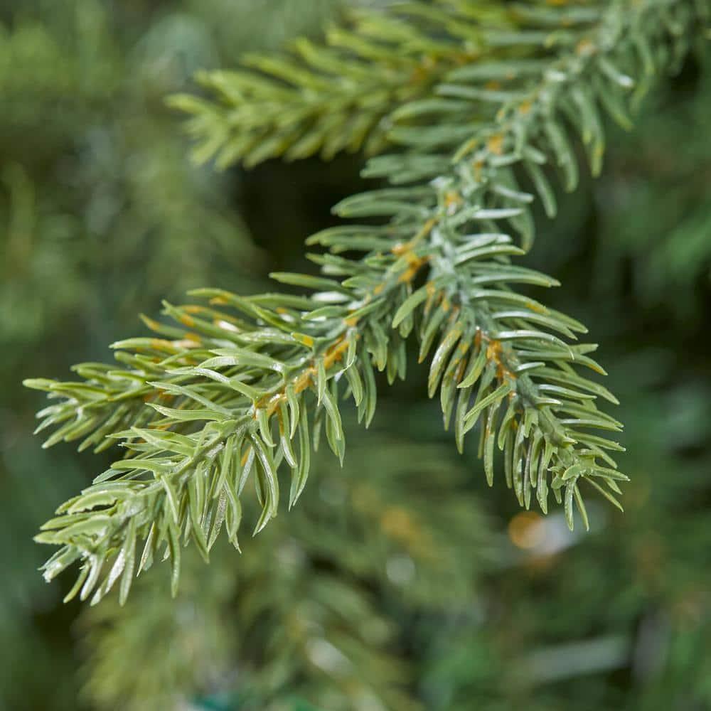 9 ft Windsor Fraser Fir LED Christmas Tree