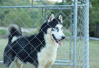Kullavik Outdoor Dog Kennel Galvanized Chain Link Dog Cage,Heavy Duty Kennel for Training,Chicken Coop Hen House,UV Protected&amp;Waterproof Roof Black Cover