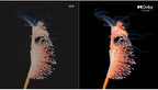vizio 65-inch v-series 4k uhd led hdr smart tv