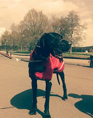 Danarmor Pet Supplies Great Dane Triple Layered Winter Dog Coat - Waterproof, Lined, Insulated