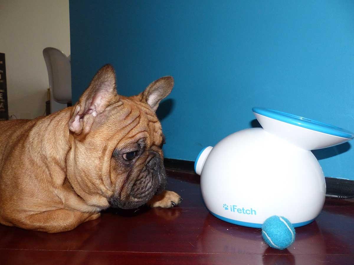 iFetch Automatic catch ball machine for dogs