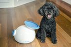 iFetch Automatic catch ball machine for dogs