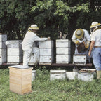 co-z langstroth 30-frame bee hive with 10 medium 20 deep honeycomb foundation frames, bee box for beekeeper starter kit, beekeeping supplies equipment, wood complete honey beehives, 3-tier bees house