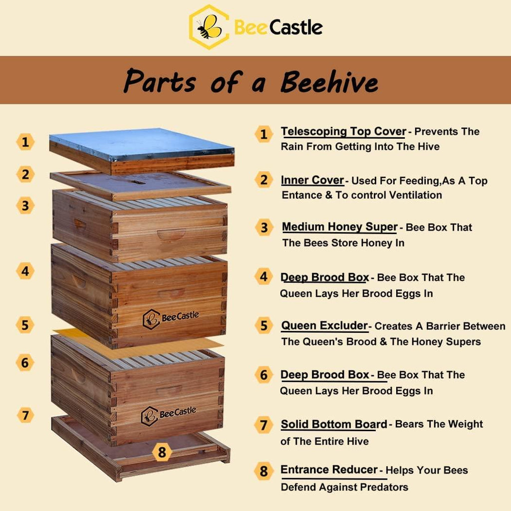 bee hive 10 frame complete bee hives and supplies starter kit, beeswax coated beehives for beginners with bee hive frame and waxed foundation include 2 deep hive box and 1 medium bee hive super