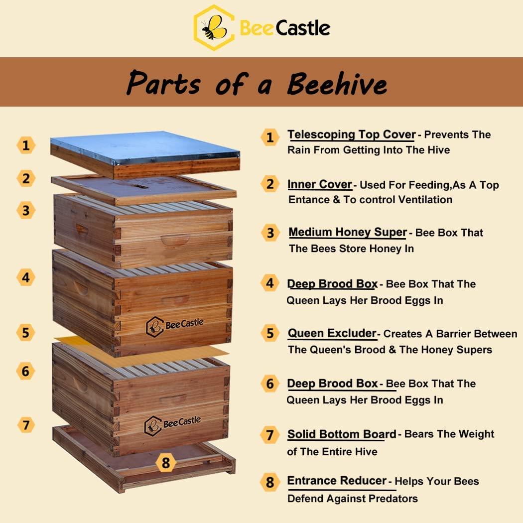 bee hive 10 frame complete bee hives and supplies starter kit, beeswax coated beehives for beginners with bee hive frame and waxed foundation include 2 deep hive box and 1 medium bee hive super