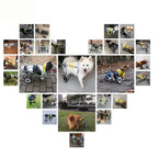 Tongping Adjustable Dog Pet Wheelchair, Front/Hind Legs Rehabilitation, 4 Wheels Dog Cart Wheels