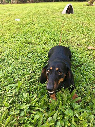 Dog House for Small Dogs to Medium LarDogs, Best Fit 60 Pound Dogs or Less, Outdoor, Great for Open Yards, Naturally Heated and Cooled, Underground, Has a Tie Out Anchor, No Assembly, Made in USA