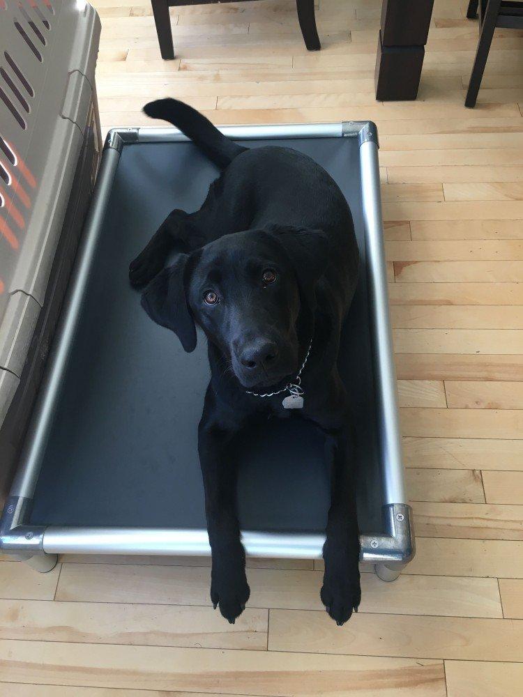 Kuranda Dog Bed - Chewproof - All Aluminum (Silver) - Indoor/Outdoor - Elevated - Bite Proof - Easy to Clean - Dries ly - Heavy Duty Vinyl Fabric