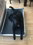Kuranda Dog Bed - Chewproof - All Aluminum (Silver) - Indoor/Outdoor - Elevated - Bite Proof - Easy to Clean - Dries ly - Heavy Duty Vinyl Fabric