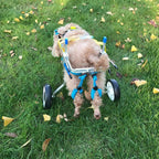 Pet Wheelchair, Adjustable Dog Wheelchair Rear Support Wheelchair Hind Legs Rehabilitation Aluminium Material 2 Wheels Light Weight,X