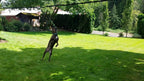 Tumbo Solo Slinger Outdoor Tough Hanging 50 ft Zipline Dog Toy (Uses Bungee Force to Sling Rope Toy Back and Forth to Center) Adjustable Length