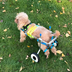 Zouminy Pet Wheelchair, 4-Wheeled Pet Hind Limb Rehabilitation Auxiliary Bracket Wheelchair for Paralyzed Handicapped Dog