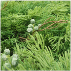 Floral Home 6' Juniper Garland, Real Touch, Christmas Decorations, Natural Looking Branches, Great For Indoor And Outdoor Use, Xmas Home Decor (2)