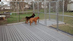 Kennel Deck 6 Pack