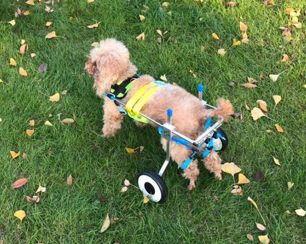 LYLYSS Pet Dog Wheelchair Disabled Dog Wheelchair,