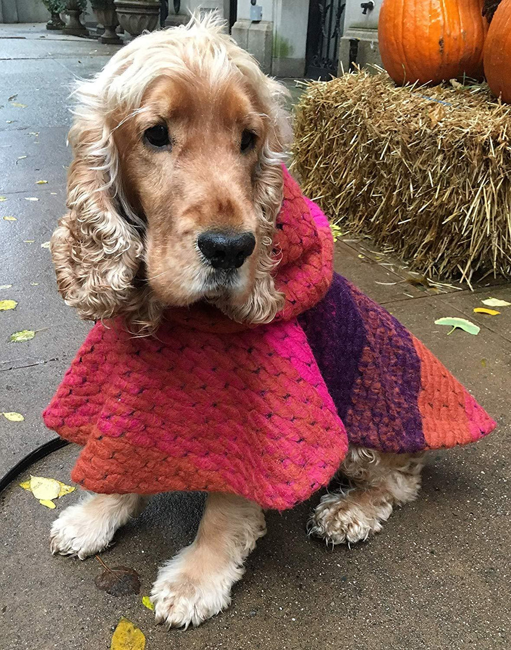 Jake Great Chunky Dog Multicolor Wool Hooded Poncho