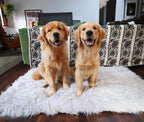 Treat A Dog Puprug  Fur Memory Foam Orthopedic Dog Bed, Premium Memory Foam Base, Ultra-Soft  Fur Cover, Modern and Attractive  (Multiple Sizes &amp; Styles)