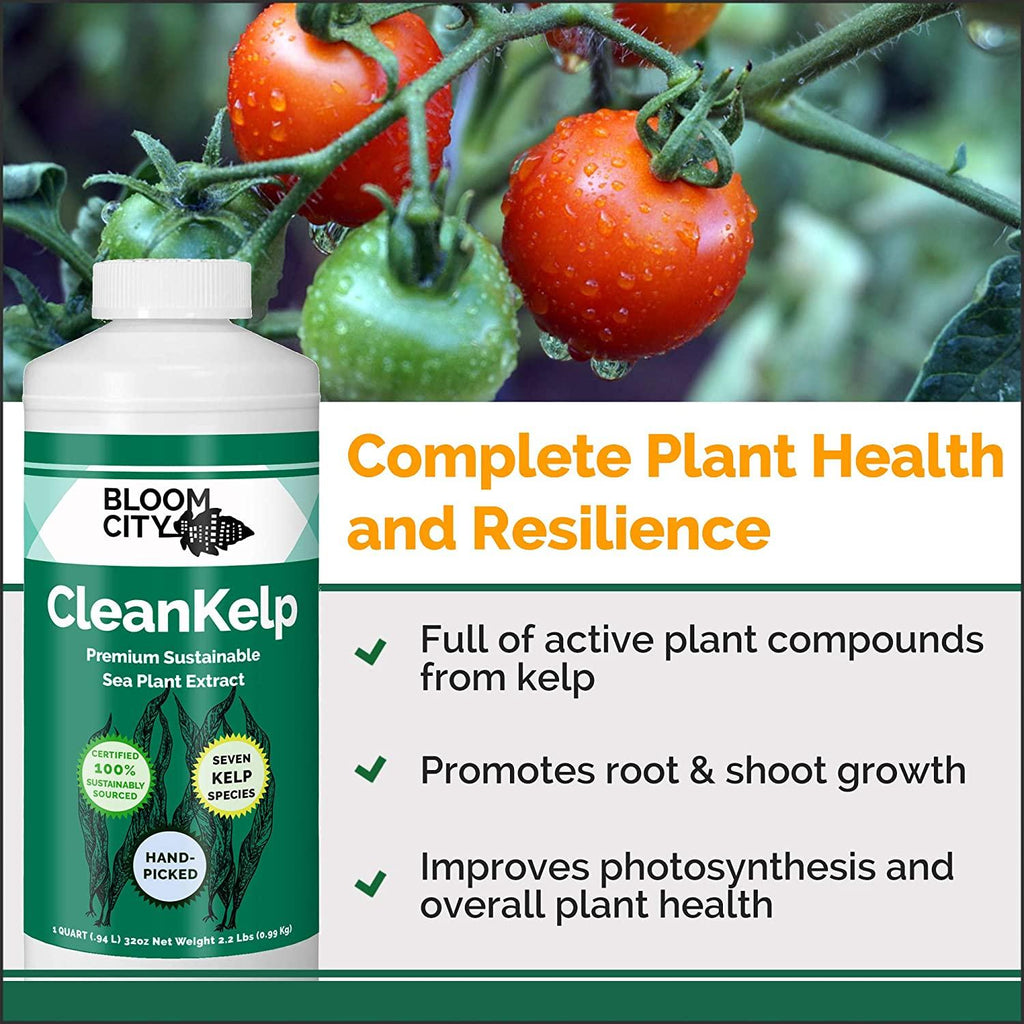 organic liquid seaweed and kelp fertilizer supplement by bloom city, 5 gallon (640 oz) concentrated makes 3750 gallons