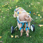 Dinfoger Walk Pet Wheelchair for Assisted Handicapped Hind Legs Adjustable Small Dog Aid with