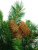Vickerman 60" Cheyenne Pine Wreath 40 Cones 860T - A801060