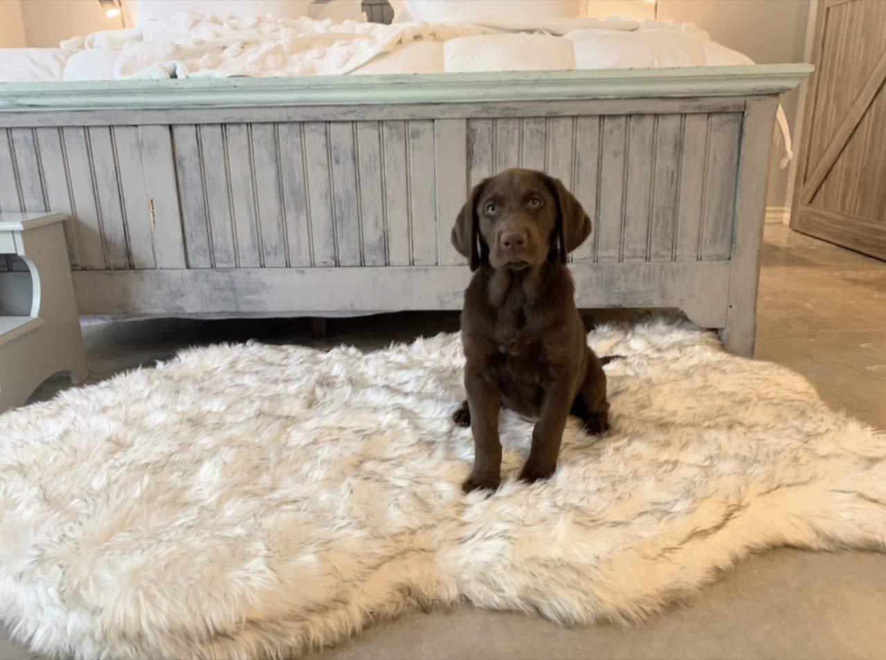 iHappyDog Luxury Memory Foam Dog Bed for Medium, Larand XL Pets - Orthopedic, Extra Soft, Waterproof with Washable  Fur Cover (Multiple Sizes, Bone White)