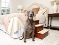 PetSafe Solvit Decorative Pet Stairs, 2-Step, Cherry Steps for Dogs and Cats, Great for Couches and Chairs