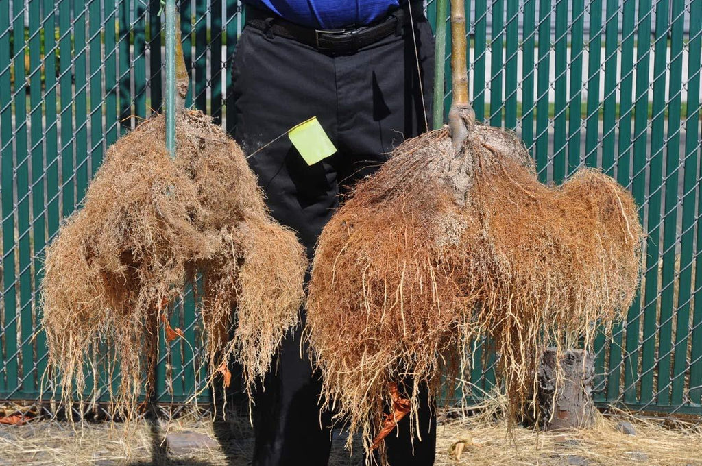 big foot organic mycorrhizal fungi water-in concentrate. 4 species endo mycorrhizae inoculant for plant root growth. 1 tsp per gallon of solution. biochar, worm castings, micronutrients (32 oz)