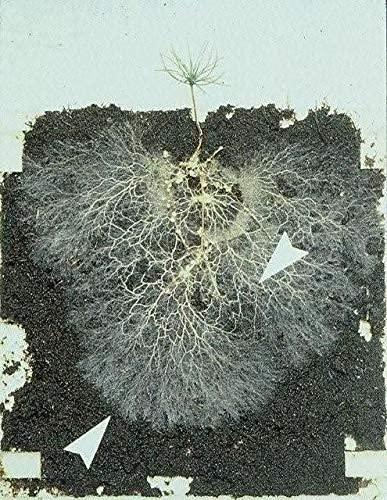 big foot organic mycorrhizal fungi water-in concentrate. 4 species endo mycorrhizae inoculant for plant root growth. 1 tsp per gallon of solution. biochar, worm castings, micronutrients (32 oz)