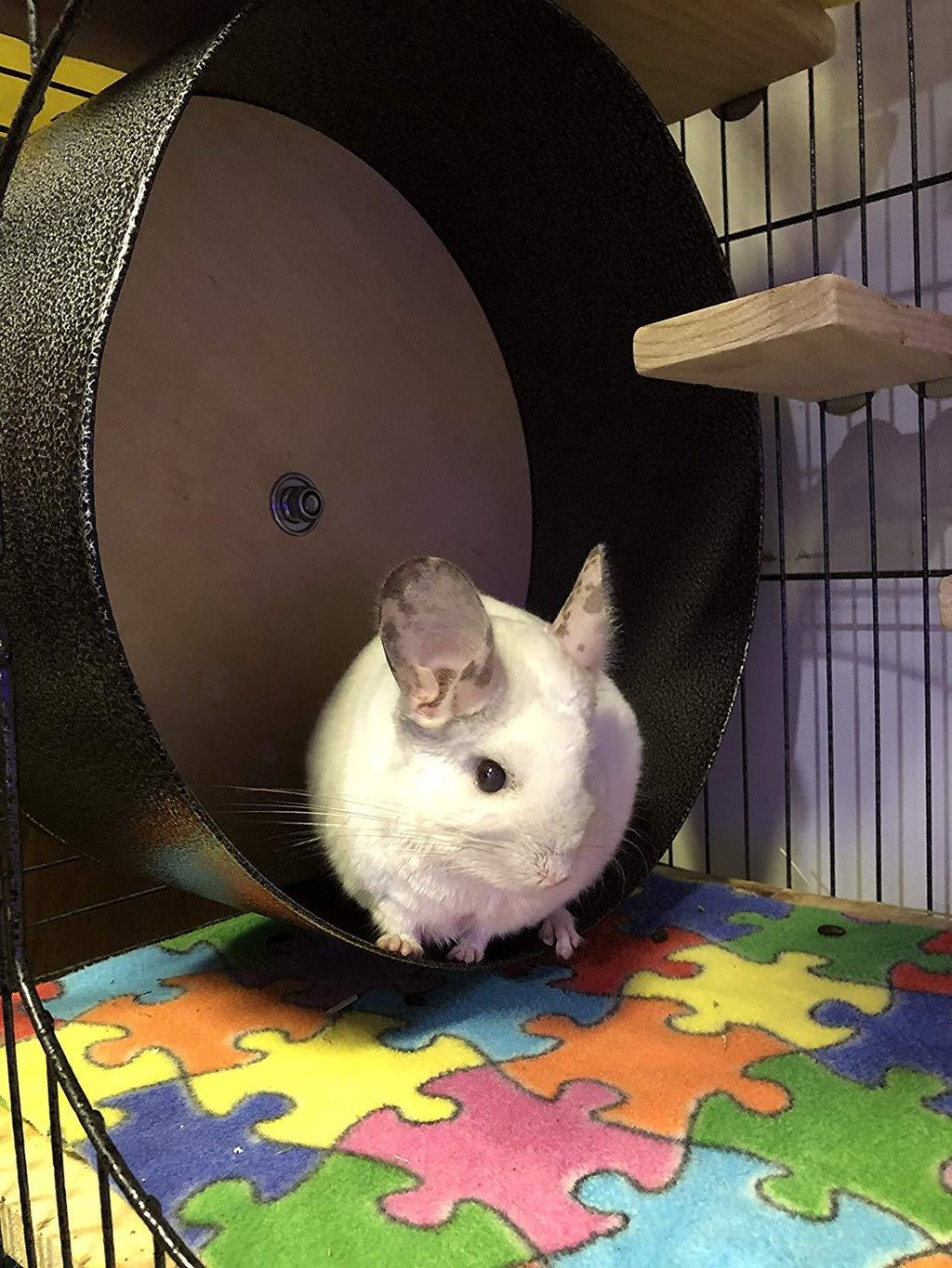 Felix &amp; Fido Spin Safe 15" Chinchilla and Other Small Animal Wheel Heavy Duty- Super Quiet Ball Bearing System- No Plastic &amp; No Exposed Edges-Smooth Spinning- Secure Mounting