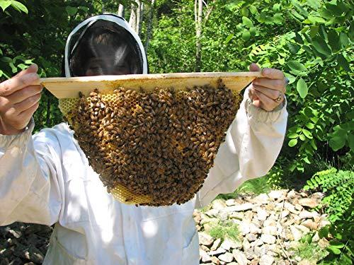 gold star honeybees top bar hive beekeeping kit