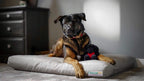 NaturoPet Natural Orthopedic Dog Bed, Premium Virgin Wool &amp; Coco-Latex Pet Mattress Removable Washable Cover Water Resistant Indoor-Outdoor Durable Chew Resistant Made in USA