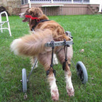 Dog Wheelchair for Back Legs Adjustable Dog Wheelchair, Rear Leg Rehabilitation for Small Dog/Dog/Disabled Puppy, 2 Wheel Pet Carts Best Friend Agility Equipment for Dog Dog Carts with Wheels