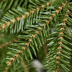 7.5 ft Dunhill Fir Unlit Christmas Tree