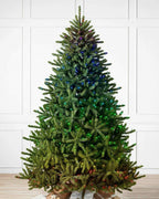 Balsam Hill Classic Blue Spruce Height 7.5 Ft Width 60" Christmas Tree - Clear
