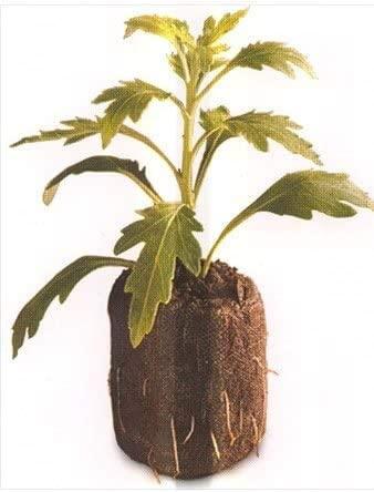 1000 count (full case) - jiffy 7 peat pellets - seed starter soil plugs - 36 mm - start seedlings indoors - easy to transplant to garden