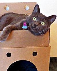 Animal Care Equipment &amp; Services HumaniacTM Cat Castle Pkt 15