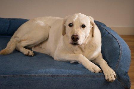 K9 Ballistics Bolstered Denim Orthopedic Memory Foam Bolstered Dog Bed with Waterproof Liner