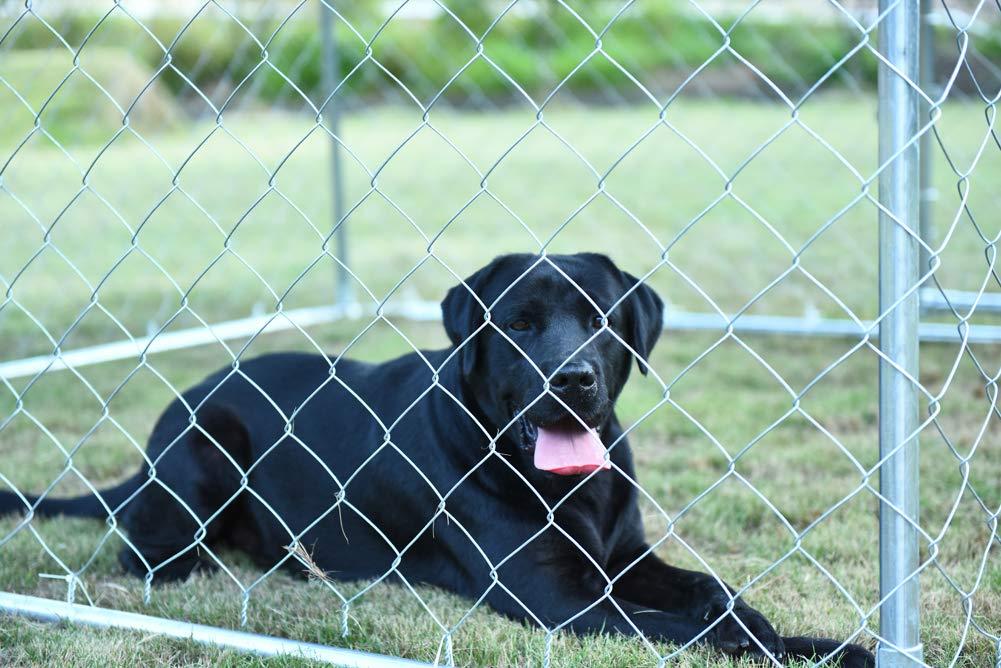 Gotland 7.5 ' x 7.5 ' Outdoor Dog Kennel,Pet Run Exercise Playpen for Training,Chicken Coop Hen House Barn,Galvanized Steel Frame&amp;Chain-Link Cawith Weatherproof Cover