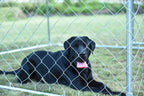 Kullavik Outdoor Dog Kennel Galvanized Chain Link Dog Cage,Heavy Duty Kennel for Training,Chicken Coop Hen House,UV Protected&amp;Waterproof Roof Black Cover