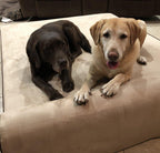Bully beds Orthopedic Memory Foam Dog Bed - Waterproof Bolster Beds for Larand Extra LarDogs - Durable Pet Bed for Big Dogs