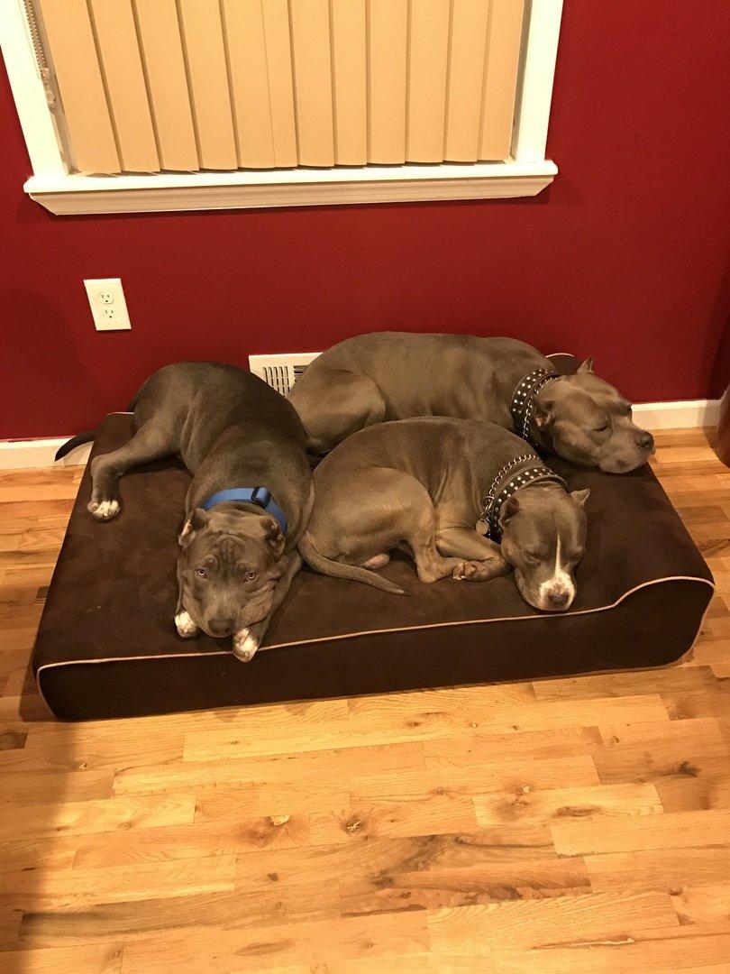 Bully beds Orthopedic Memory Foam Dog Bed - Waterproof Bolster Beds for Larand Extra LarDogs - Durable Pet Bed for Big Dogs