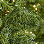 7.5 ft Grand Duchess Balsam Fir Christmas Tree