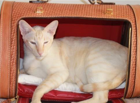 Becky Winston Woven Leather Pet Carrier