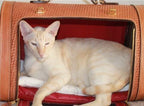 Becky Winston Woven Leather Pet Carrier