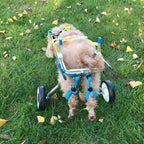 Pet Wheelchair, Aluminum Alloy Pet Wheelchair Adjustable Rehabilitation Training Scooter for Disabled Dog