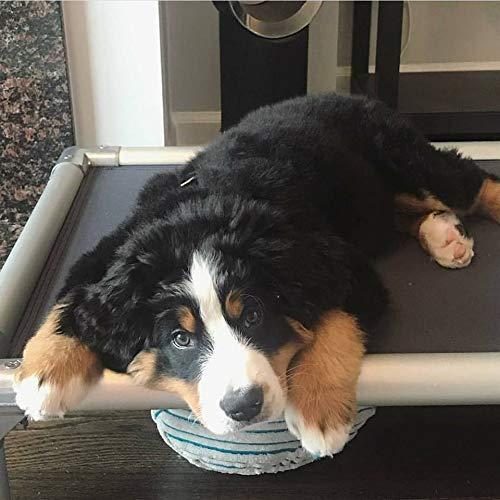 Kuranda Dog Bed - Chewproof - All Aluminum (Silver) - Indoor/Outdoor - Elevated Provides Traction - Orthopedic - Best for Sensitive Skin - Cordura Fabric
