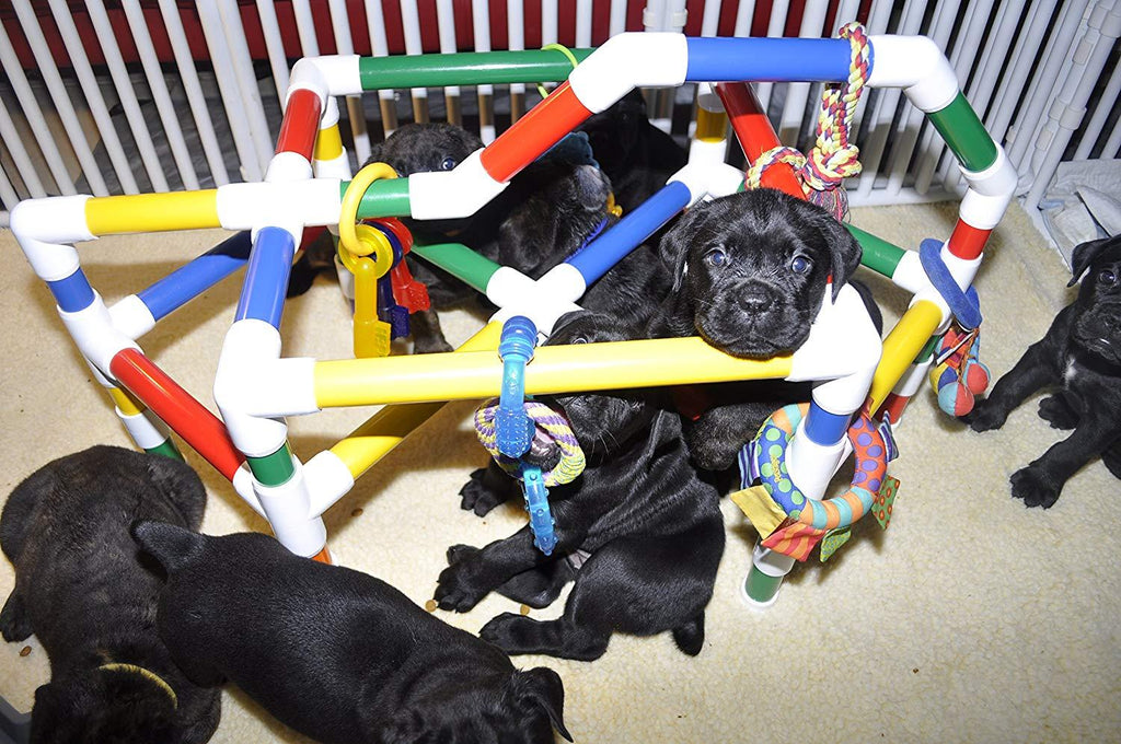 PUPPIES IN BLOOM Puppy Play Gym - Play Station for Early Stimulation &amp; Neurological Development Gym ONLY! Toys are NOT Included.