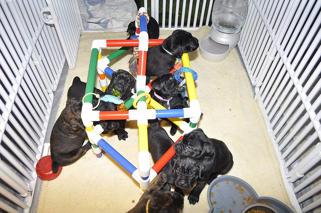 PUPPIES IN BLOOM Puppy Play Gym - Play Station for Early Stimulation &amp; Neurological Development Gym ONLY! Toys are NOT Included.