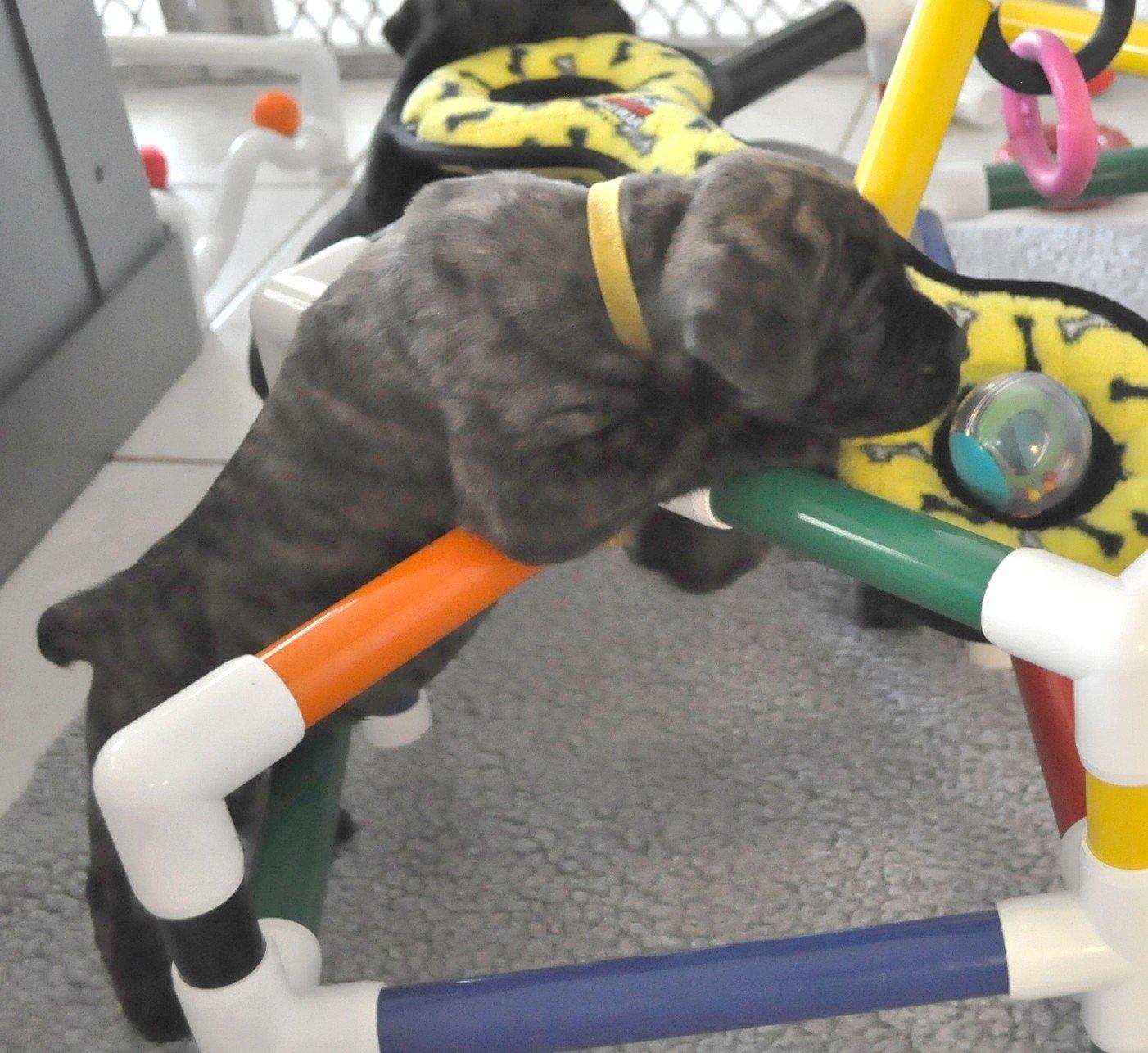 PUPPIES IN BLOOM Puppy Play Gym - Play Station for Early Stimulation &amp; Neurological Development Gym ONLY! Toys are NOT Included.