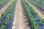 poly mulch 48" wide 4000' long 1.25 mil thickness